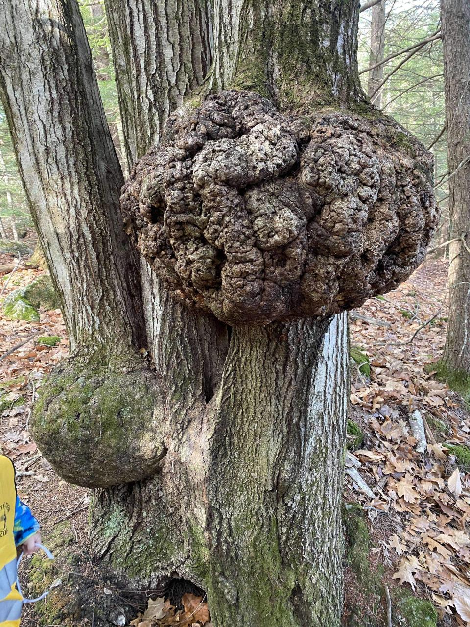 Exploring the Mystery: The Garden Is Filled With Burls, Heres What We Found