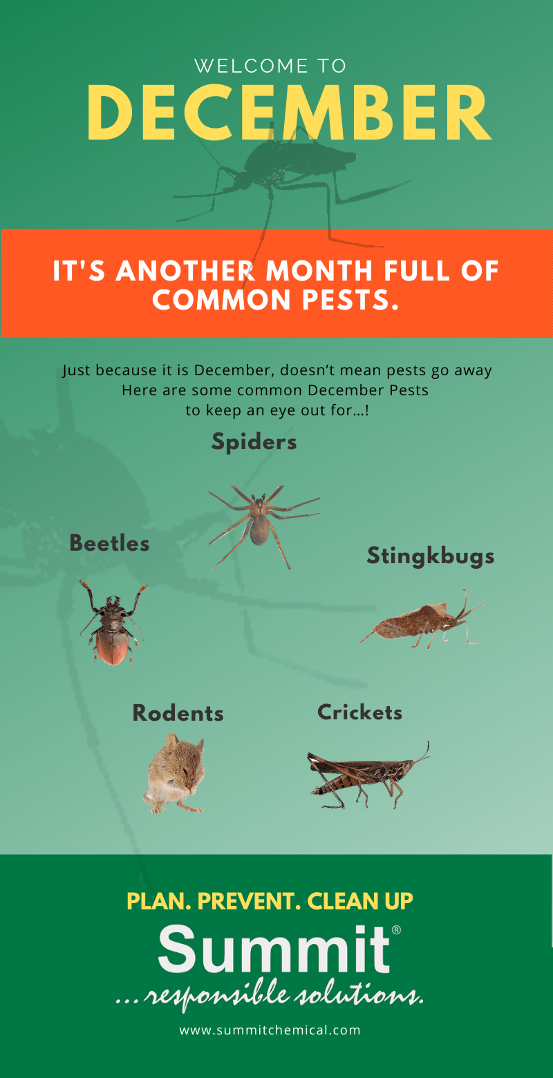 Are December Bugs Invading? Learn How to Control Them