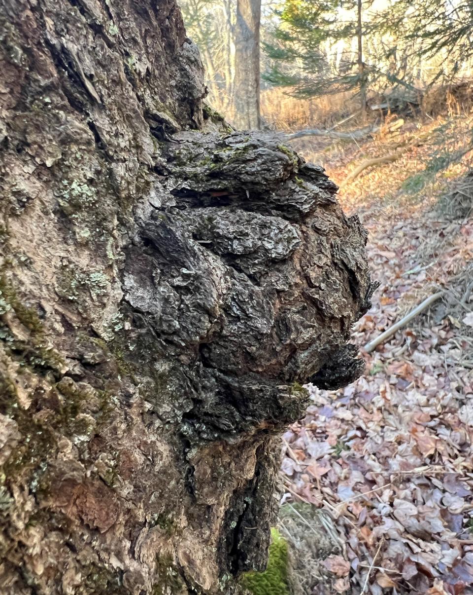 Exploring the Mystery: The Garden Is Filled With Burls, Heres What We Found